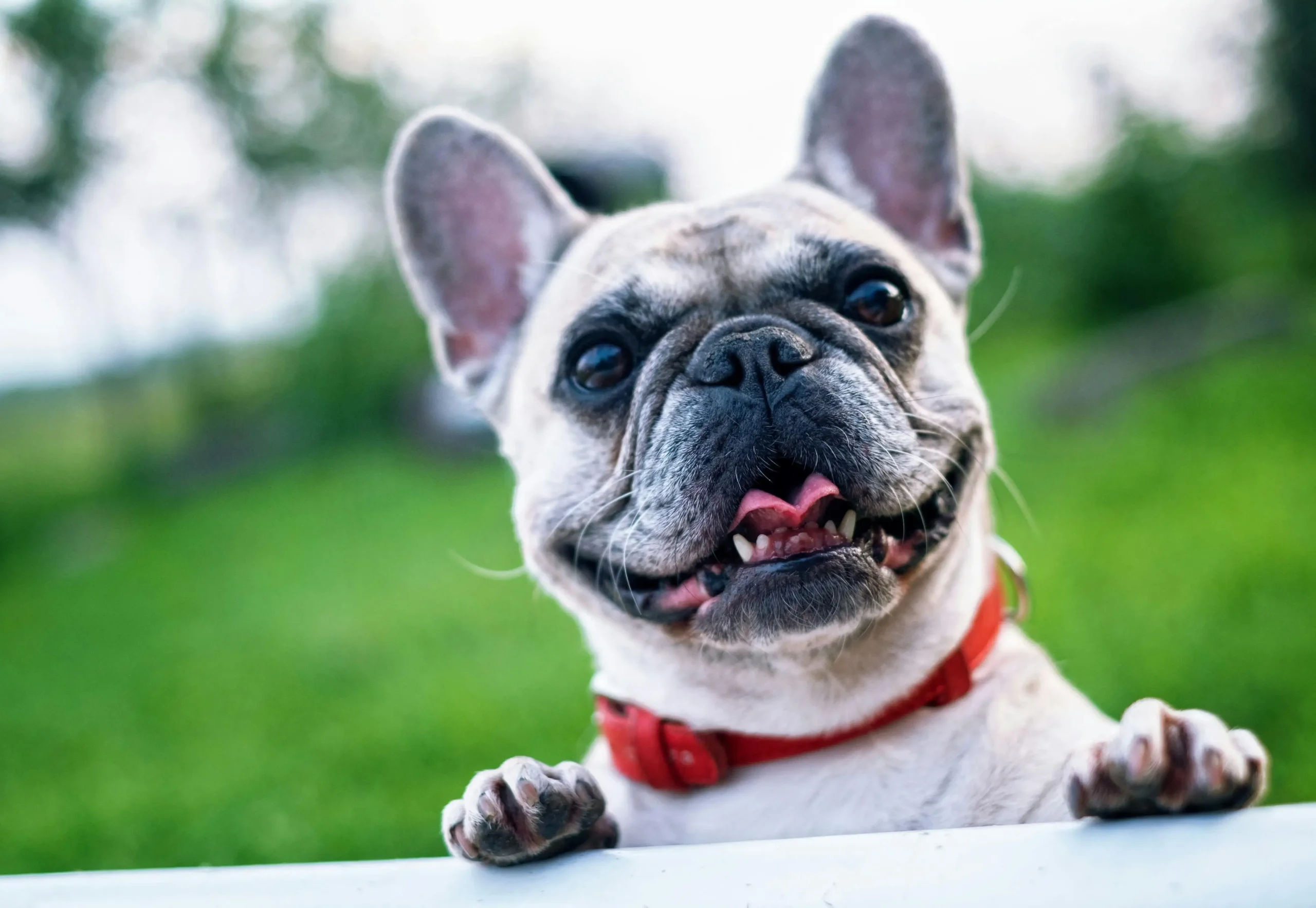 pet vacation about us