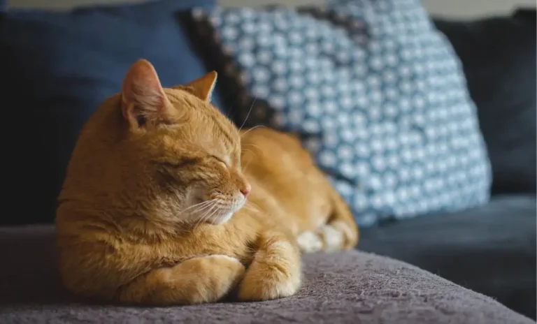 Pet Friendly Hotels in Branson MO