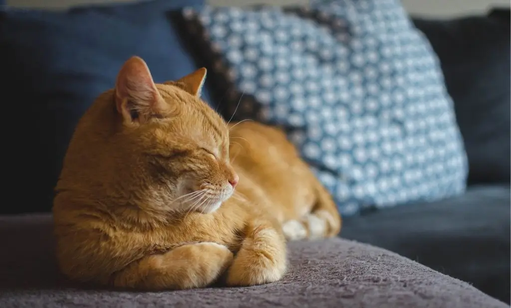 Pet Friendly Hotels in Branson MO