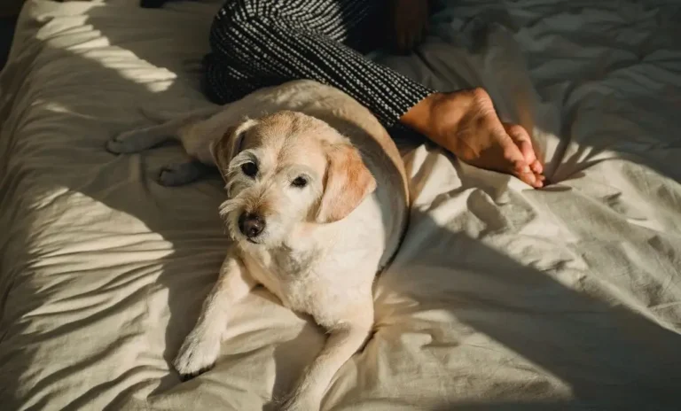 Best Pet Friendly Hotels in Asheville