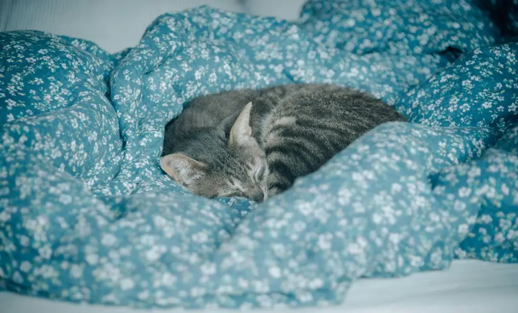 Pet Friendly Hotels in Amarillo TX