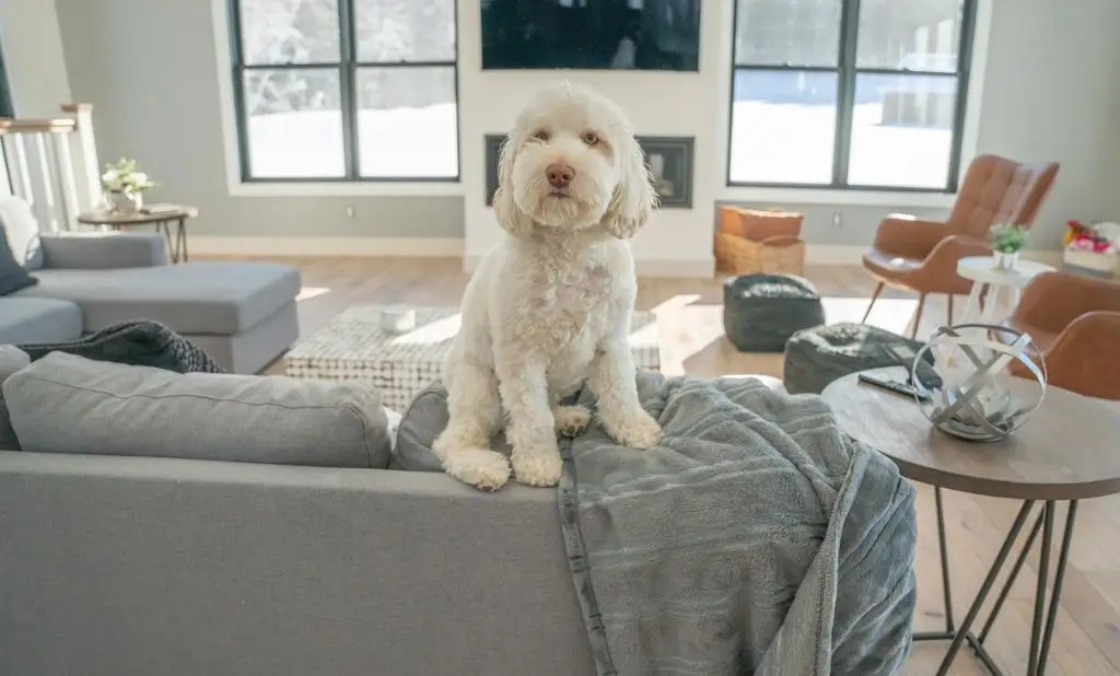 Pet-Friendly Hotels in Lexington KY