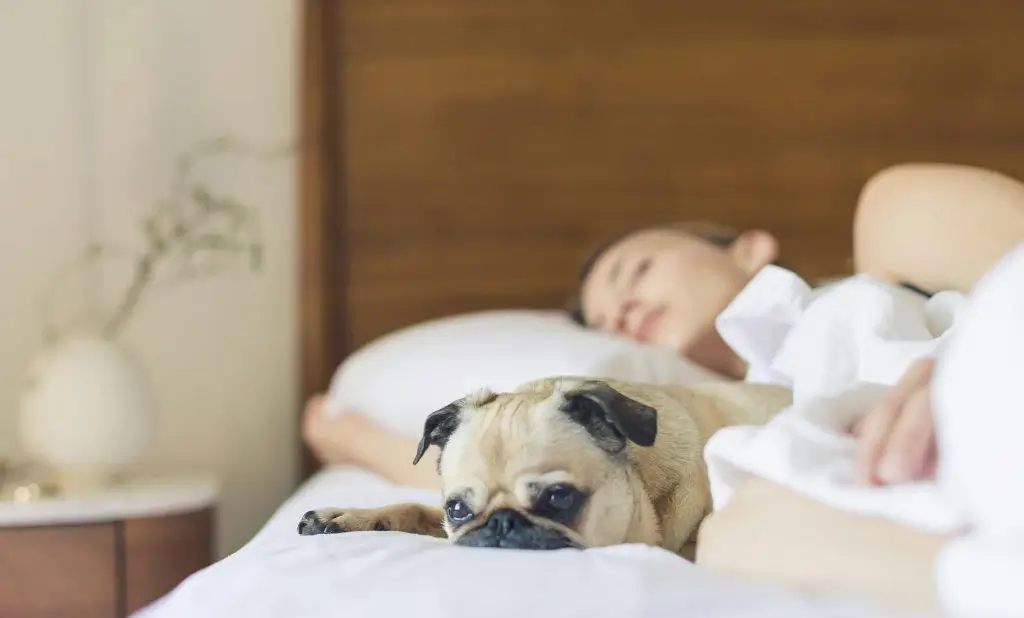 Pet Friendly Hotels in Sedona AZ