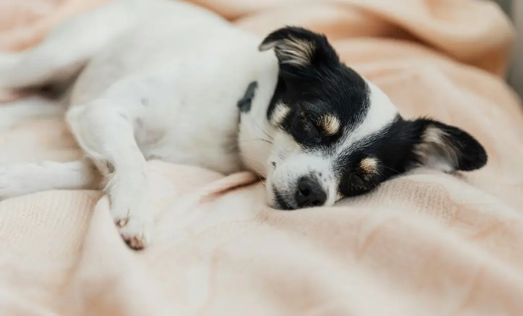 Pet Friendly Hotels Carolina Beach NC